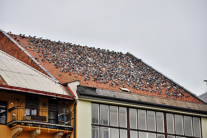 A2B Pest Control are able to install spikes to deter birds from roofs in Otley. 