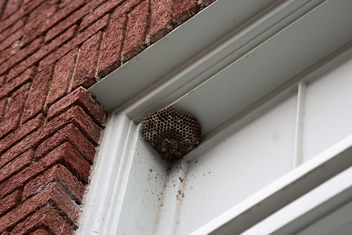 We provide a wasp nest removal service for domestic and commercial properties in Otley.